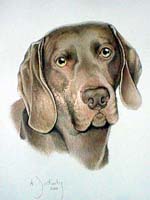 Spaniel
